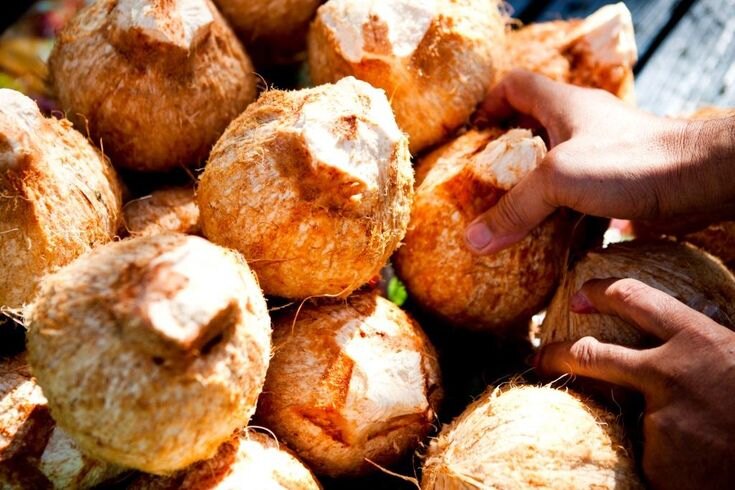 Real photograph of fresh drinking coconuts ready to be served