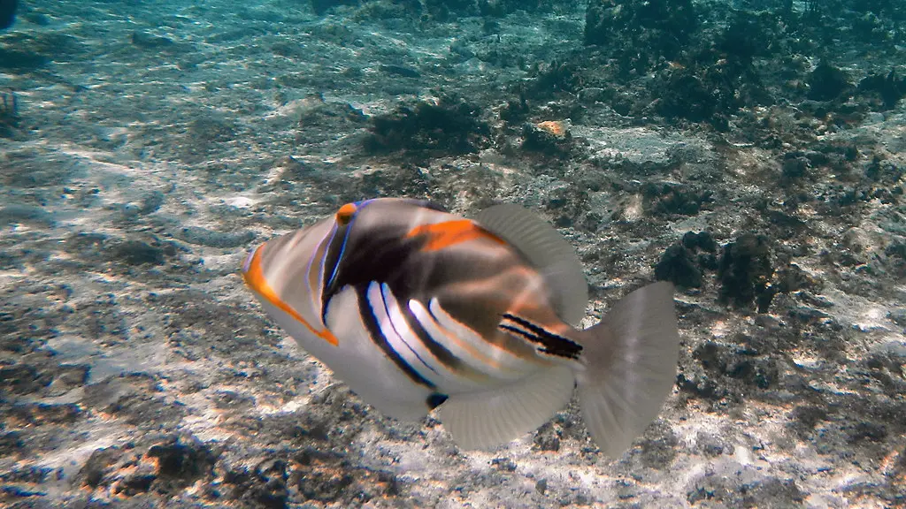 Tropical fish seen while snorkelling at Vaimaaga, Rarotonga